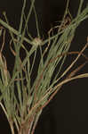 Asian spikesedge